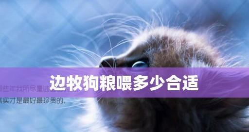 幼犬狗粮喂多少一餐合适？如何根据体重调整喂食量？