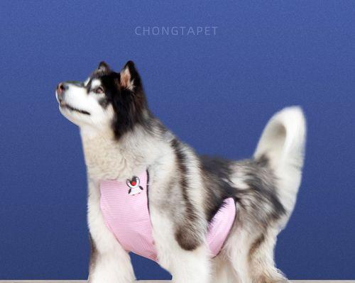 幼犬金毛衣服怎么做？需要哪些材料和步骤？