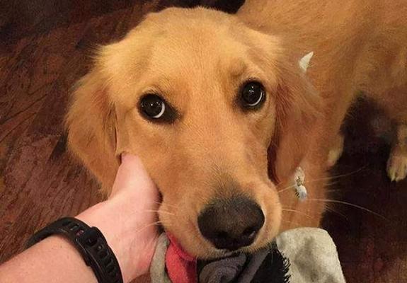 幼犬乱咬东西怎么教？有效训练方法有哪些？