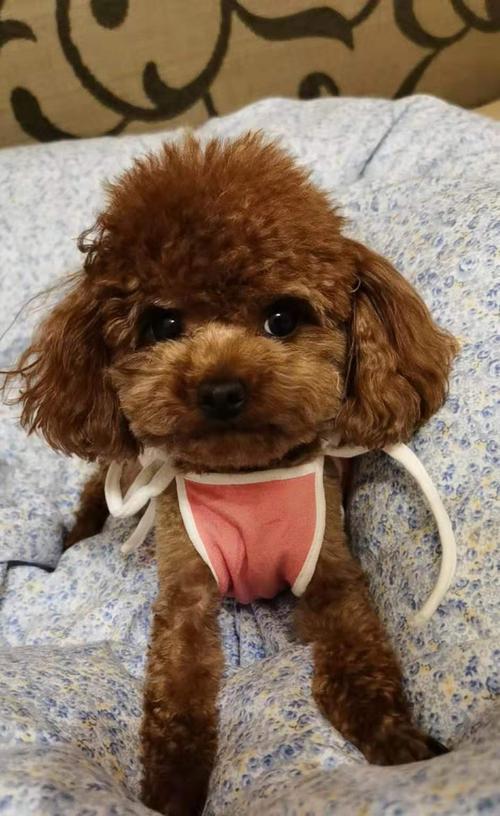 幼犬不爱走路是什么原因？如何鼓励它们多走动？