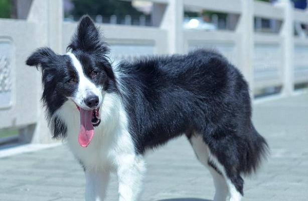 幼犬不吃狗粮怎么办？常见原因及解决方法是什么？