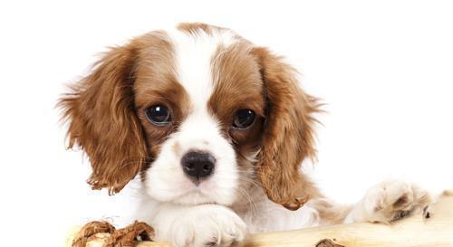 幼犬胃口不好怎么办？如何提高幼犬的食欲？
