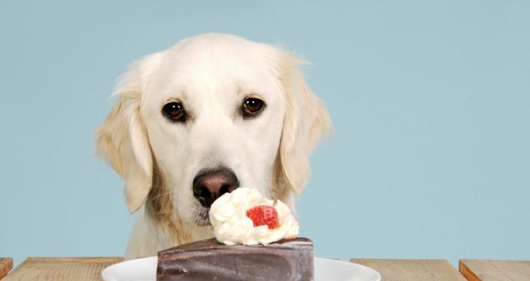 幼犬胃口不好怎么办？如何提高幼犬的食欲？