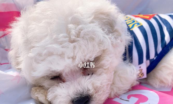 幼犬怎么会得细小病？细小病毒的症状和预防措施是什么？
