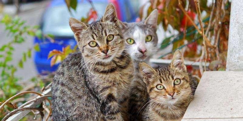 在家中养猫养什么好？适合家庭环境的猫咪品种有哪些？