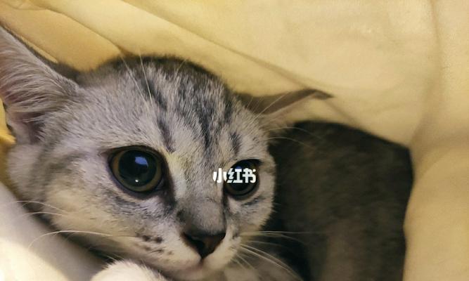 在家中养猫养什么好？适合家庭环境的猫咪品种有哪些？