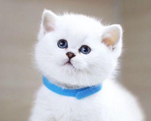 怎么把小猫崽从母猫？安全分离的步骤和注意事项是什么？