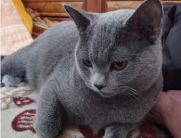 怎么把英短蓝猫养好？需要了解哪些养护技巧？