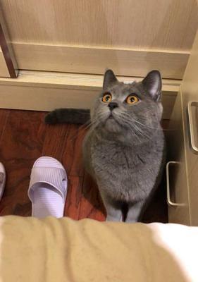 怎么把英短蓝猫养好？需要了解哪些养护技巧？