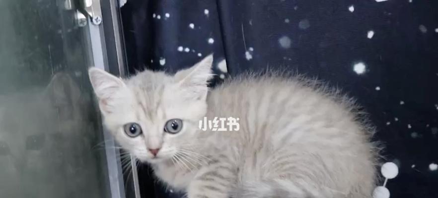 怎么辨别虎斑英短猫？虎斑英短猫的特征有哪些？