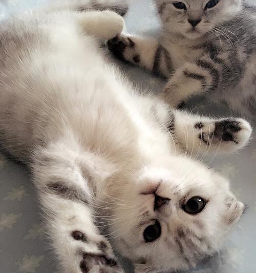 怎么辨别虎斑英短猫？虎斑英短猫的特征有哪些？
