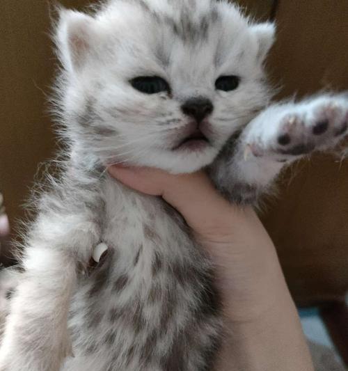怎么辨别虎斑英短猫？虎斑英短猫的特征有哪些？