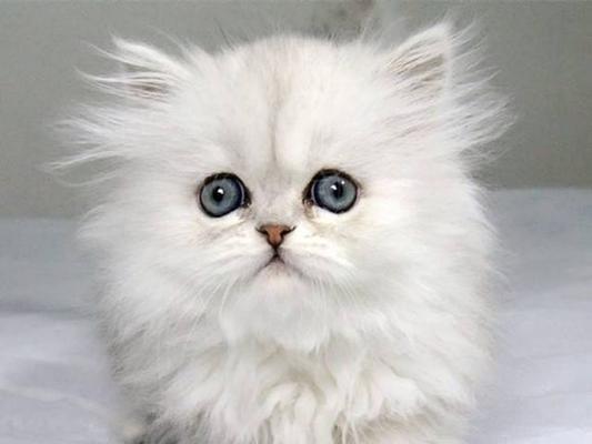 怎么辨别猫咪的品种？有哪些简单的方法？
