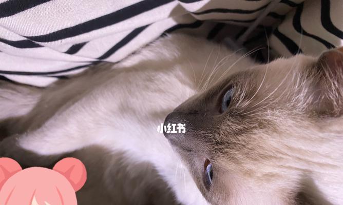 早晨猫咪叫不停怎么办？有效方法有哪些？