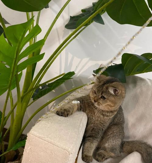 怎么不让猫咪抓沙发？有效防止猫咪抓挠家具的方法是什么？