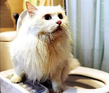 猫咪上马桶训练方法？需要多长时间才能学会？