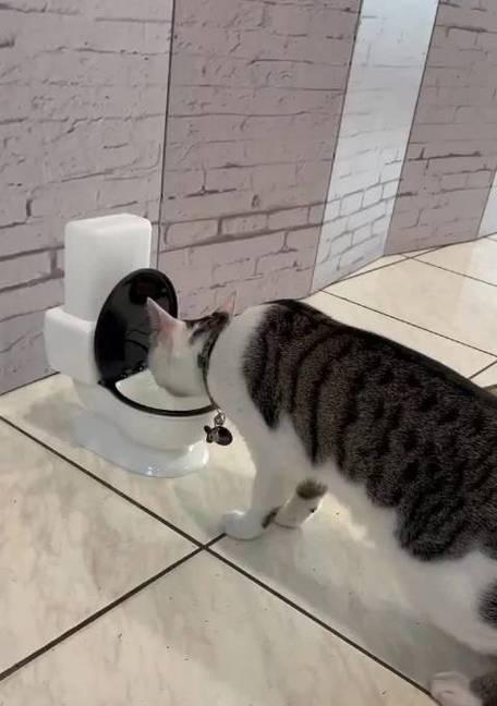 猫咪上马桶训练方法？需要多长时间才能学会？