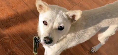 小狗翻肠子怎么办？预防措施有哪些？