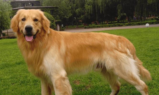 怎么分别小狗是金毛？金毛幼犬的识别特征有哪些？