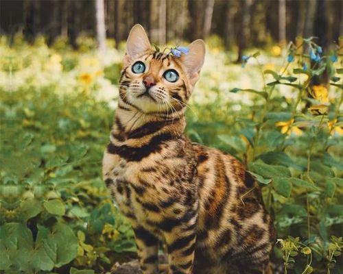 怎么分猫的公母图解？识别猫咪性别的简单方法是什么？