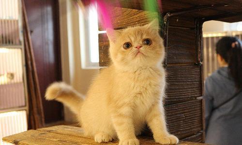 怎么分猫的公母图解？识别猫咪性别的简单方法是什么？