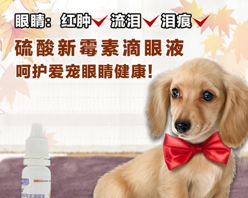 给狗狗上眼药水的正确方法是什么？常见问题有哪些？