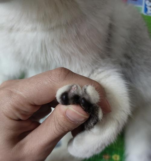 怎么给狗狗剃脚底毛？剃毛后如何保持脚底干净和健康？