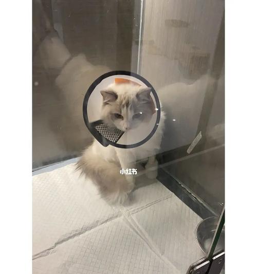 给猫咪测量体温的正确方法是什么？需要注意哪些事项？