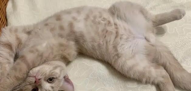 给小猫正确喂食驱虫药的方法是什么？常见问题有哪些？