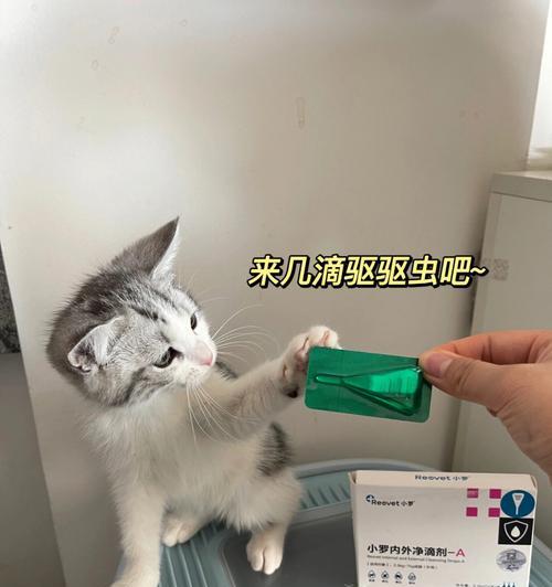 给小猫正确喂食驱虫药的方法是什么？常见问题有哪些？