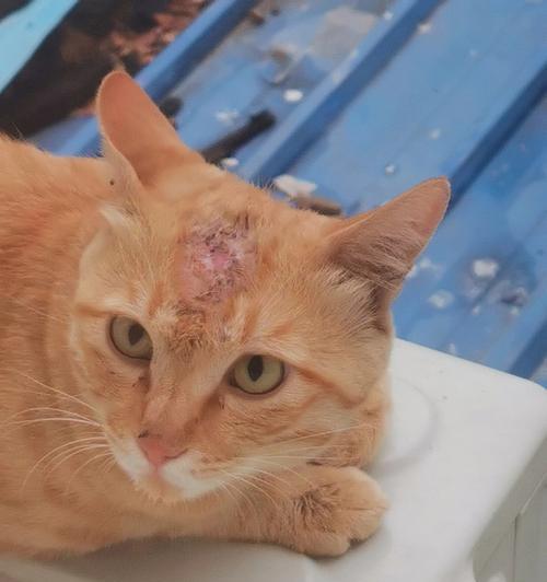 给小猫灌苦药的正确方法是什么？如何确保小猫顺利服药？