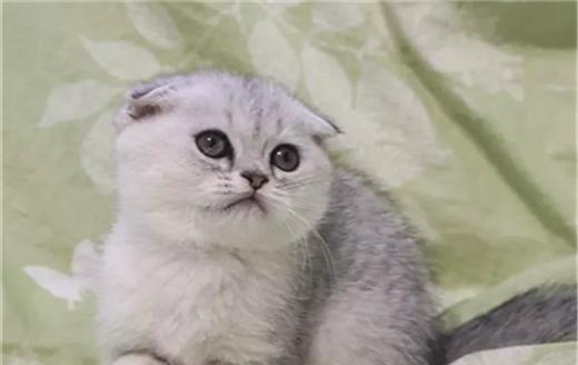 给折耳猫剪指甲的正确方法是什么？需要注意哪些事项？