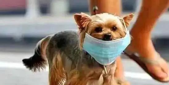 得了狂犬病怎么检查？有哪些症状和诊断方法？