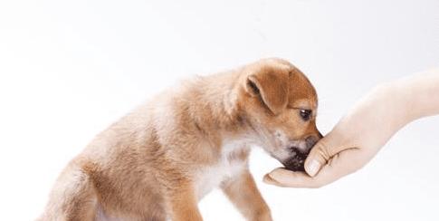 得了狂犬病怎么检查？有哪些症状和诊断方法？