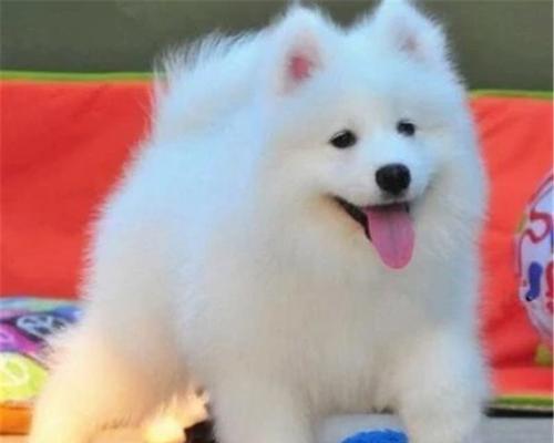 怎么教狗狗认识主人？训练狗狗识别主人的简单步骤是什么？