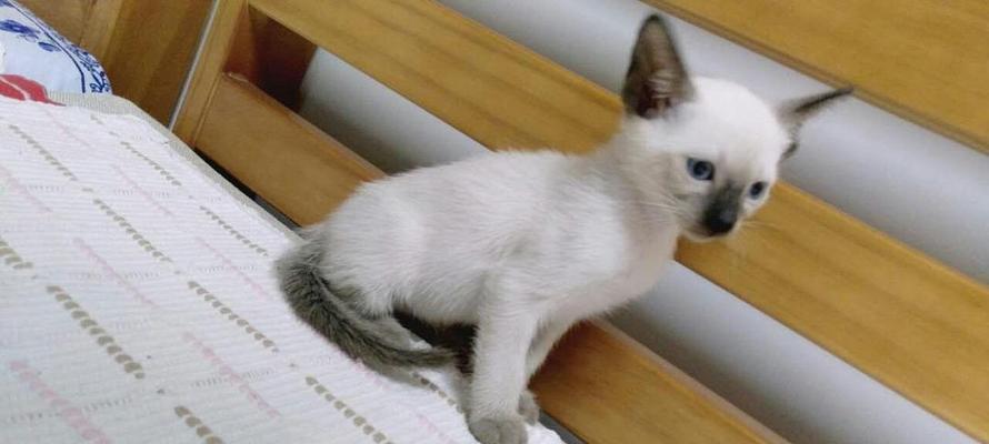 怎么教暹罗猫用猫砂？正确步骤和常见问题解答？
