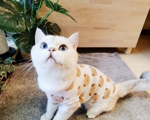 猫咪快要生产时有哪些迹象？如何做好接生准备？