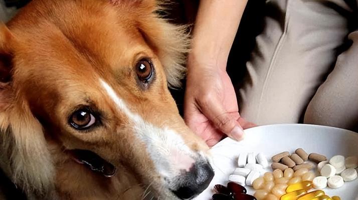 狗狗需要驱虫的迹象有哪些？如何正确判断？