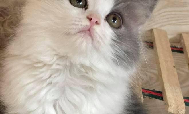 怎么看是不是折耳猫？折耳猫的特征有哪些？