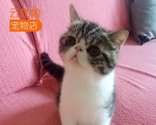 怎么看幼猫是公是母？简单几步教你辨别！