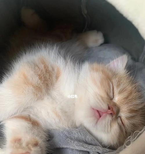 怎么训练猫咪不在床上睡觉？有效方法有哪些？