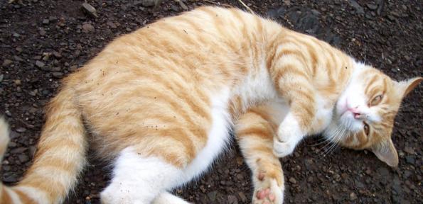 怎么能知道猫咪怀孕？有哪些早期迹象和检测方法？