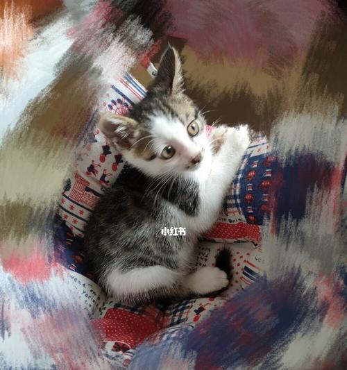 怎么判断母猫是否怀孕？母猫怀孕的迹象有哪些？