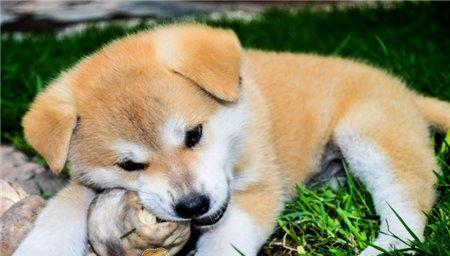 狗狗冷了怎么判断？有哪些迹象表明狗狗需要保暖？