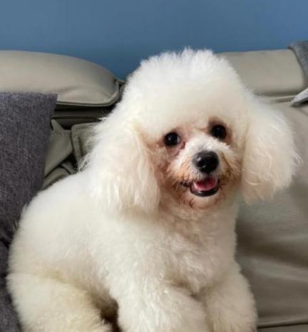 狗狗泪痕严重怎么办？有效去除方法有哪些？