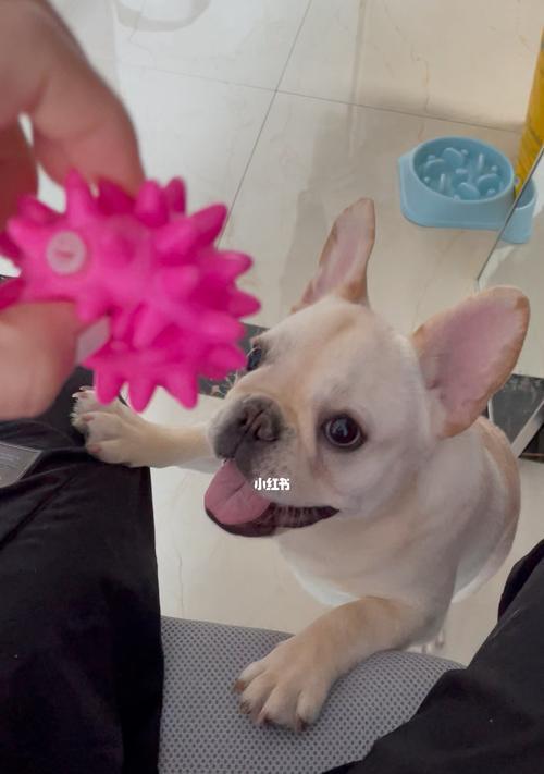 怎么让狗把球叼回来？训练狗狗捡球的技巧有哪些？