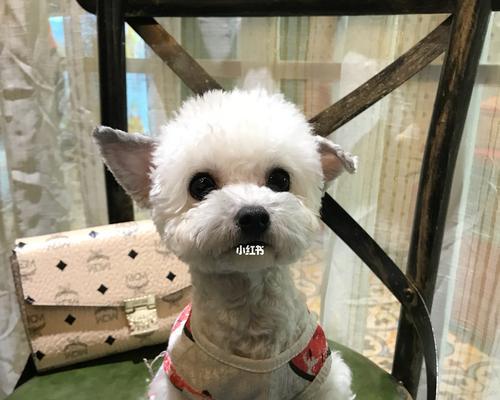 狗狗飞耳训练方法是什么？需要多长时间才能见效？