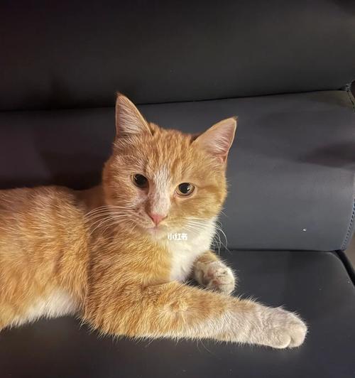 怎么让猫不喜欢出门？有效防止猫咪外出的方法是什么？
