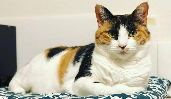 怎么让猫从家里跑掉？有效的方法有哪些？