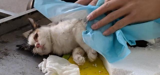 怎么让猫从家里跑掉？有效的方法有哪些？